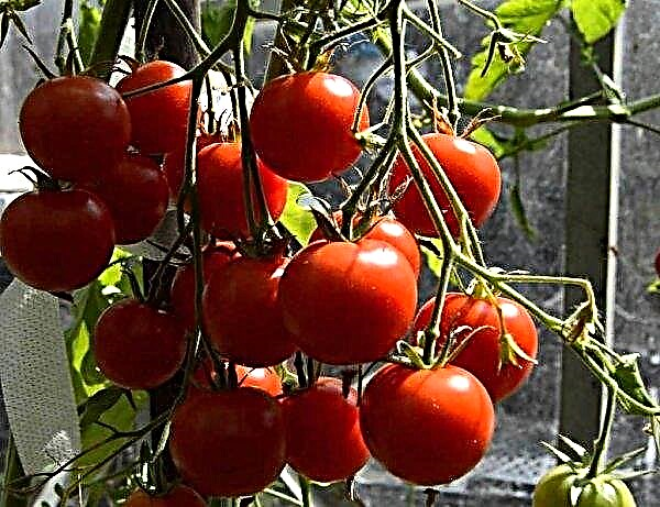 Tomato Summer resident: characteristic and description, productivity, features of the care of the variety, photo