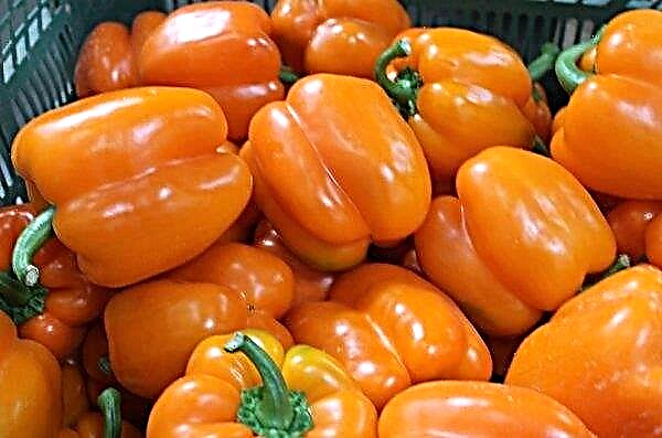 Pepper Orange miracle: characteristics and description of the variety, yield, features of cultivation and care, photo