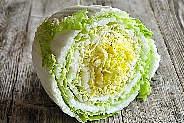 What is useful for Beijing cabbage: its properties for the body, calorie content, vitamin and mineral composition, use in diseases