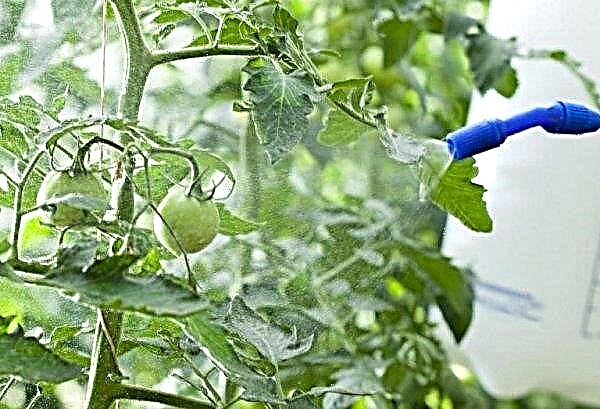 Why do tomatoes wilt in the greenhouse and what to do