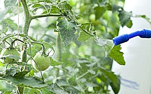 Tomato Rapunzel - Beschreibung der Tomatensorte mit einem Foto, Pflanzen, Bewertungen