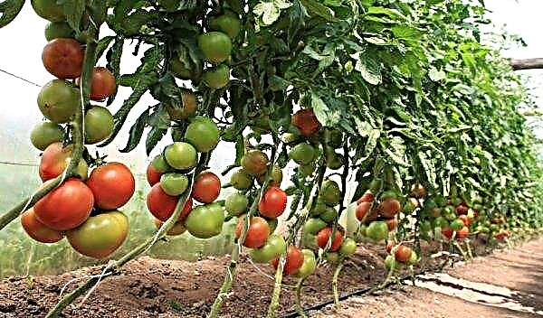 White spots on tomatoes in a greenhouse: causes and what to do, how to get rid, preventive measures, photo