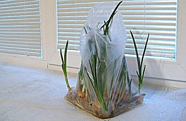 Planting green onions in a plastic bag: in sawdust, without land, how to grow at home