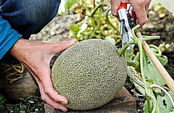 Growing melons in a greenhouse: advantages and disadvantages, planting and care, collection and storage