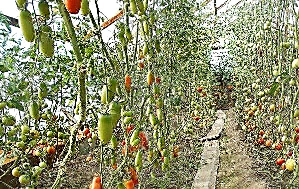 Pomidor Piotr Wielki F1: charakterystyka i opis odmiany, plonu, uprawy i pielęgnacji, zdjęcie