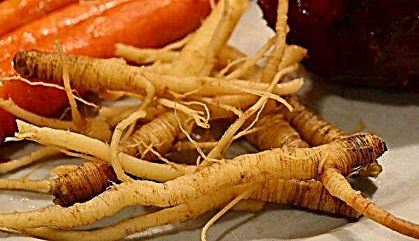 Морква дика: характеристика і опис, лікувальні властивості, способи застосування, фото