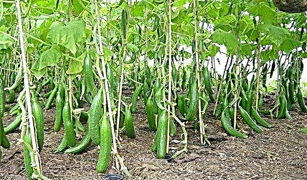 Chinese cucumber: cultivation, species, description of the best varieties and photos