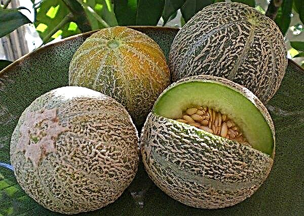 Melon de la variété Slavia: caractéristiques, aspect, régions et caractéristiques de croissance, photo