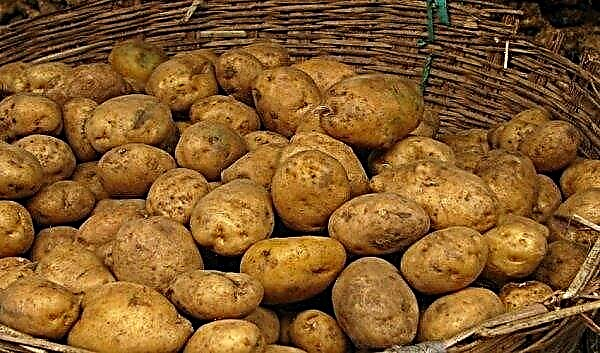 Potato Lorch: description, characteristics and taste, features of growing, photo