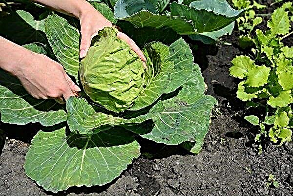 Nozomi cabbage: characteristics and description of the variety, advantages and disadvantages, planting and care, photo