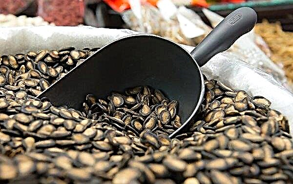 Кавунові насіння смажене: як обсмажити, ніж корисні, хімічний склад і калорійність