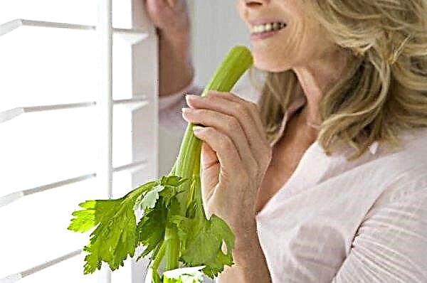 Celery for weight loss - the benefits and harms, the best recipes, reviews