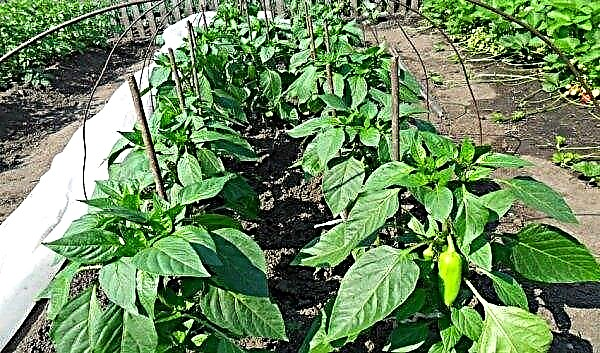 Golden Wonder Pepper: caratteristiche e descrizione della varietà, foto, resa, coltivazione e cura