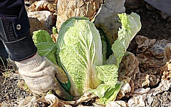 Chinese cabbage: description and characteristics, cultivation and care, photo