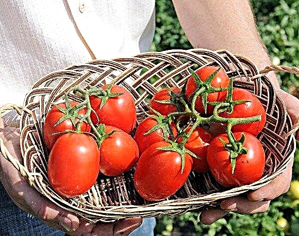 Tomat Benito f1: egenskaber og beskrivelse af sorten, foto, udbytte, dyrkning og pleje i det åbne jord