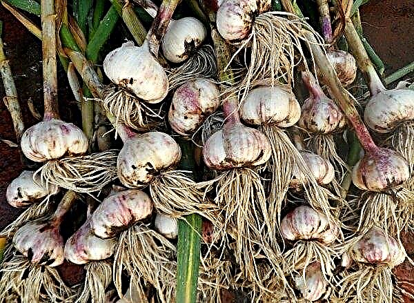 What is the difference between spring and winter garlic comparison of features