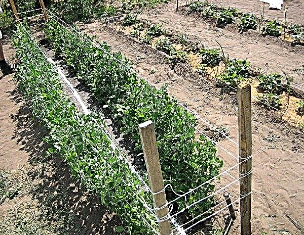 كيف ومتى تزرع البازلاء في أرض مفتوحة في المنزل: تحضير الأرض والبذور ، تكنولوجيا البذر
