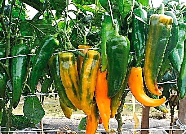 Pepper Biven: características e descrição da variedade, foto, produtividade, cultivo