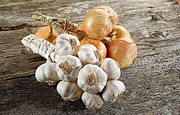 Is it possible to eat garlic and onions with gout: is it possible or not, useful and harmful properties, rules of use