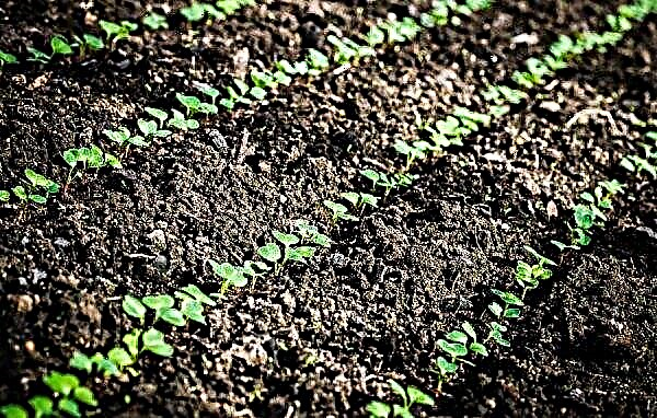 Plantar rabanetes na estufa antes do inverno: quando semear, as melhores variedades, cultivo e cuidados