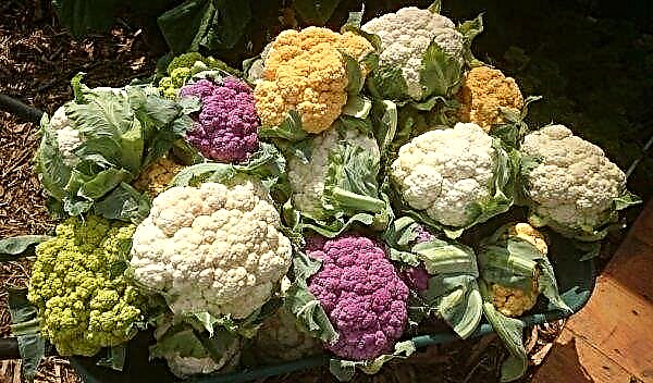 Varieties of cauliflower: description, photo with the name