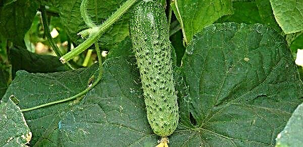 Are bitter cucumbers good for the human body?