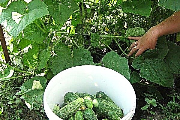 Why cucumbers do not grow or grow poorly in a greenhouse: what to do, how much and at what temperature should