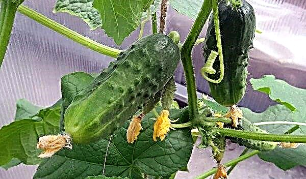 Late blight (late blight) on cucumbers in the open ground and greenhouse: description and treatment, photo
