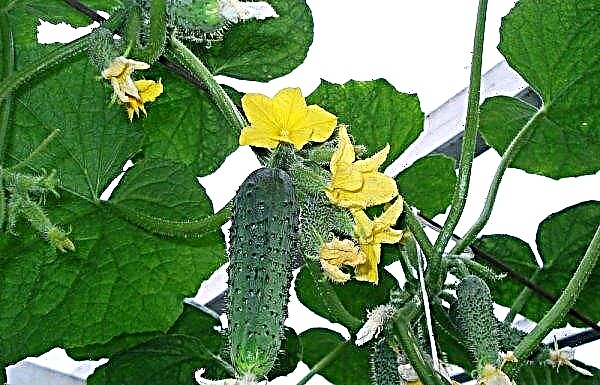 Gurkor Smaragdörhängen F1: funktioner och beskrivning av variationen, metoder för odling och vård, foto