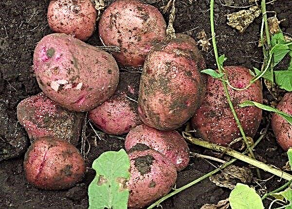 Potato Bullfinch: Beschreibung und Eigenschaften der Sorte, Geschmack, Anbau und Pflege, Foto