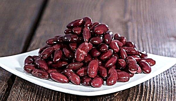 Kacang mana yang lebih sehat - putih atau merah? Perbedaan, deskripsi, dan konten kalori