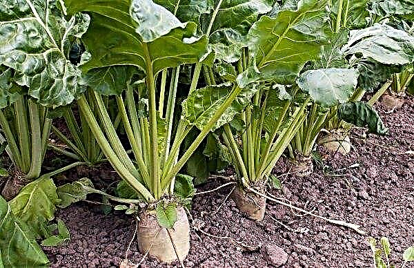 What is the difference between sugar beet and fodder: visual differences, difference in composition and chemical value, photo