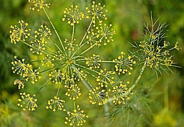 Aphids on dill: what to do, how to get rid, than to process
