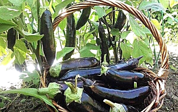 Eggplant Fabina: description and characteristics, taste and features of growing, photo