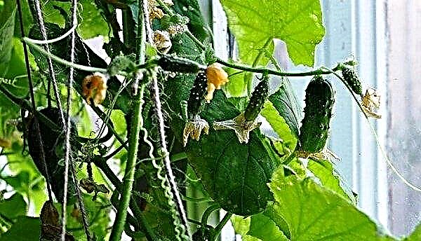 Growing cucumbers on the windowsill in the winter: the best varieties, proper care, video