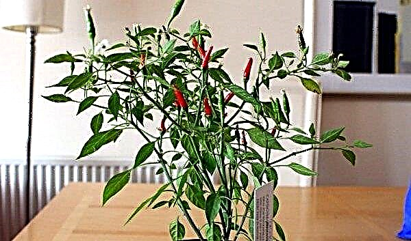 Chili pepper at home on the windowsill: cultivation and care