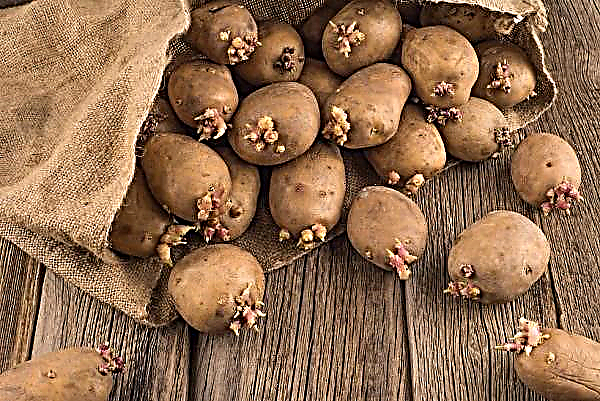 Яровизация картоплі: що це таке і навіщо вона потрібна