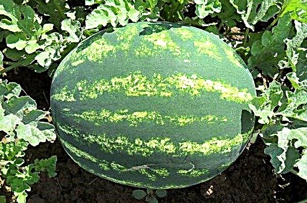 أصناف البطيخ أتامان: الوصف والخصائص ، الزراعة والرعاية ، ملامح الفاكهة ، الصورة