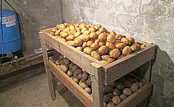 Zekura potatoes: variety description and characteristics, selection history, taste, cultivation and care, photo