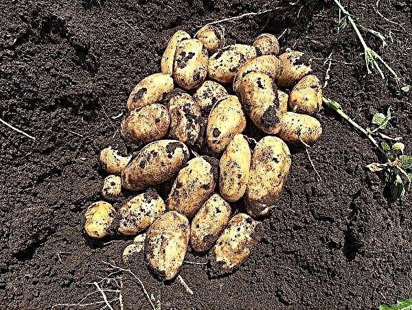 As melhores variedades de batatas para os Urais: descrição e características do cultivo, foto