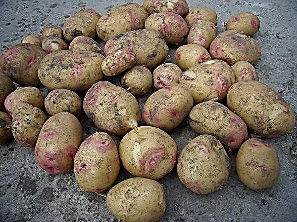 Potatoes varieties Galaxy: features and characteristics, agricultural cultivation and care of potatoes, photo