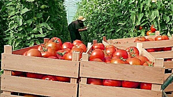 Tomato Dubok: kenmerken en beschrijving van de variëteit, foto, opbrengst, planten en verzorging