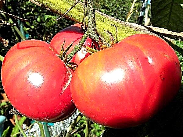 Éléphant rose tomate - commentaires avec photos, description de la variété, productivité,