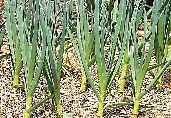 Preparing garlic and soil for planting before winter: basic rules, timelines, processing and fertilizer features, video