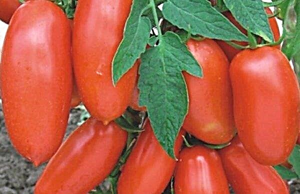 Tomato "Pisang merah": ciri dan keterangan mengenai varietas, hasil, penanaman, penanaman dan ciri penjagaan, foto