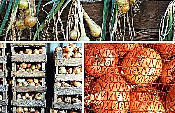 البصل الذهبي Semko: الوصف النباتي وخصائص الصنف ، وميزات الزراعة من البذور والبذور ، الصورة