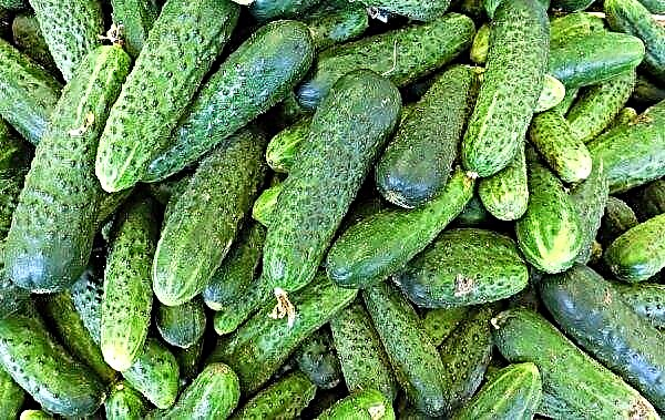 Satin cucumbers: characteristics and description, agricultural techniques of sowing and caring for cucumbers, photo