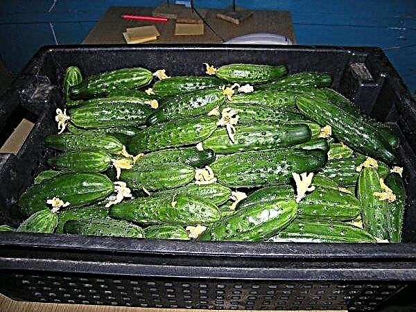Cultivo de pepinos en un invernadero en los Urales: variedades adecuadas, cuidado