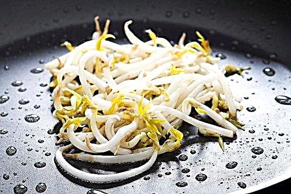Bean sprouts: benefits and harms, how to cook at home