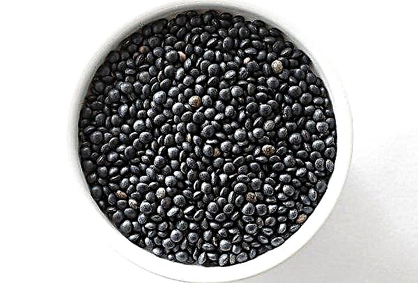 Lentilles noires (béluga): composition chimique, valeur énergétique, bienfaits et méfaits pour la santé, photo